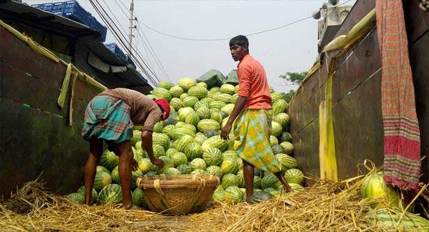 চড়া দামে বাজারে উঠেছে মৌসুমি ফল তরমুজ