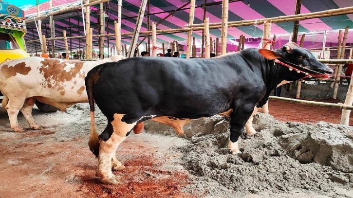 সিটি এলাকায় বসবে ১৪ পশুর হাট, শহরে ১ টি সিটি এলাকায় বসবে ১৪ পশুর হাট, শহরে ১ টি