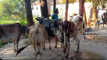 আশুলিয়ায় ডাকাতির লুণ্ঠিত গরু বন্দরে উদ্ধার