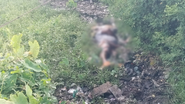 ফতুল্লায় গরুর ঘাস কাটতে গিয়ে বিদ্যুৎস্পৃষ্টে খামারির মৃত্যু