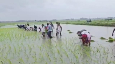 রূপগঞ্জে যুবদলের উদ্যোগে আবাদী জমিতে ধানের চারা রোপণ