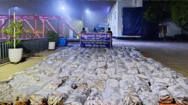 কাঁচপুরে ১০ হাজার কেজি জাটকা জব্দ কাঁচপুরে ১০ হাজার কেজি জাটকা জব্দ