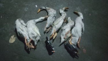 বন্দরে খামারে বিষ প্রয়োগে হাঁস-শালিক হত্যার অভিযোগ বন্দরে খামারে বিষ প্রয়োগে হাঁস-শালিক হত্যার অভিযোগ