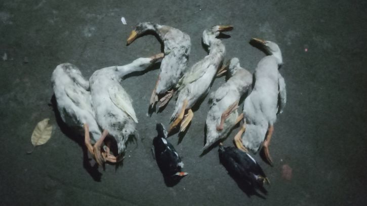 বন্দরে খামারে বিষ প্রয়োগে হাঁস-শালিক হত্যার অভিযোগ
