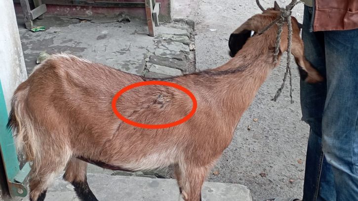 বন্দরে শিশুকে কুপ্রস্তাবের প্রতিবাদের জেরে ছাগল কুপিয়ে জখম