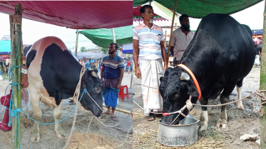 ডিআইটি হাটের আকর্ষণ: ৩৬ মনের ‘তুফান’, ২৪ মনের ‘কালা মানিক’