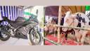 নাভানা সিটি হাটে গরু কিনলেই মিলতে পারে “আর ওয়ান ফাইভ” মোটরসাইকেল!