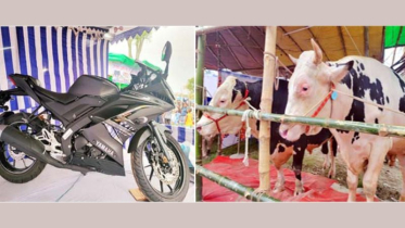 নাভানা সিটি হাটে গরু কিনলেই মিলতে পারে “আর ওয়ান ফাইভ” মোটরসাইকেল!