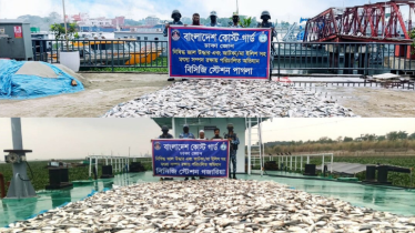 নারায়ণগঞ্জ-মুন্সিগঞ্জে সাড়ে ৫ হাজার কেজি জাটকা জব্দ