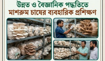 বিনামূল্যে মাশরুম চাষের প্রশিক্ষণ, যেভাবে করবেন আবেদন