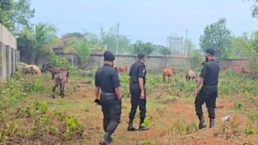 রূপগঞ্জে ঘোড়ার মাংস গরু বলে বিক্রির অভিযোগ, ২০টি ঘোড়া উদ্ধার রূপগঞ্জে ঘোড়ার মাংস গরু বলে বিক্রির অভিযোগ, ২০টি ঘোড়া উদ্ধার