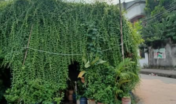 বন্দরে গাছ কাটা ও জমি দখলের হুমকির অভিযোগ বৃক্ষপ্রেমী মনি মাহমুদের বন্দরে গাছ কাটা ও জমি দখলের হুমকির অভিযোগ বৃক্ষপ্রেমী মনি মাহমুদের